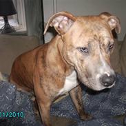 Amerikansk staffordshire terrier Frøken