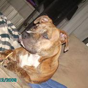 Amerikansk staffordshire terrier Frøken