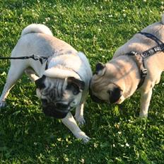 Mops Rocky - Sweet mysterys Benito