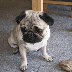 Mops Rocky - Sweet mysterys Benito