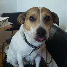 Dansk svensk gaardhund molly