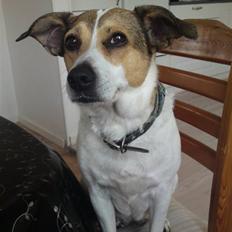 Dansk svensk gaardhund molly