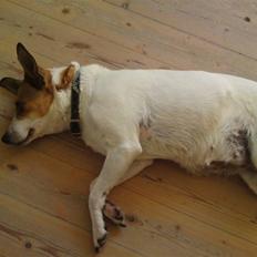 Dansk svensk gaardhund molly