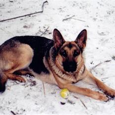 Schæferhund Tiki R.I.P.