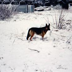 Schæferhund Tiki R.I.P.