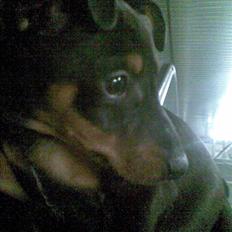 Dvaergpinscher Pappy <3 
