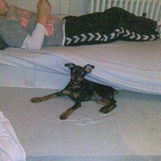 Dvaergpinscher Pappy <3 