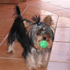 Yorkshire terrier bob