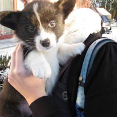 Welsh corgi cardigan Faarups incredible Albert
