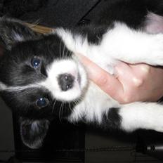 Welsh corgi cardigan Faarups incredible Albert