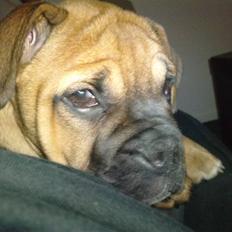 Blanding af racer Tica