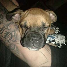 Blanding af racer Tica