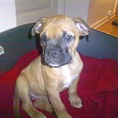 Blanding af racer Tica