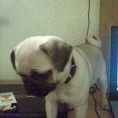 Mops Kahlua