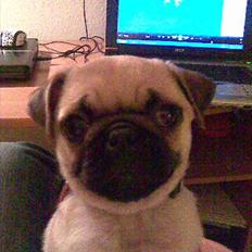 Mops Kahlua