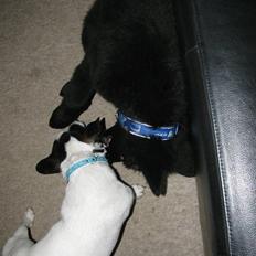 Jack russell terrier Emil 