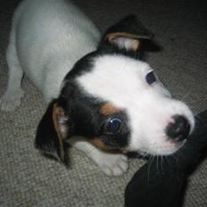 Jack russell terrier Emil 