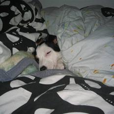 Jack russell terrier Emil 