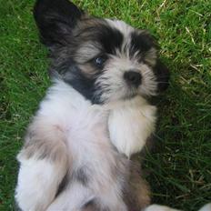 Lhasa apso Soffy