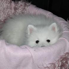 Japansk spids Bailey<3