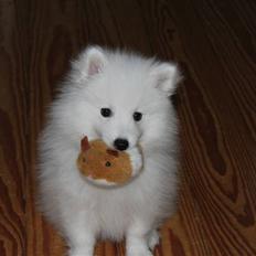 Japansk spids Bailey<3