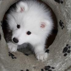 Japansk spids Bailey<3