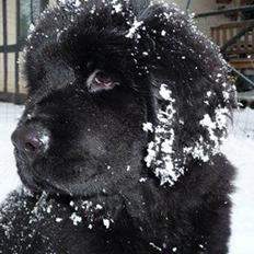 Newfoundlænder Hollie