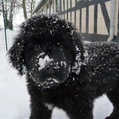 Newfoundlænder Hollie