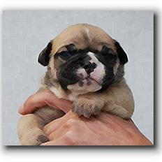 Olde english bulldogge Alma