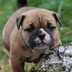 Olde english bulldogge Alma