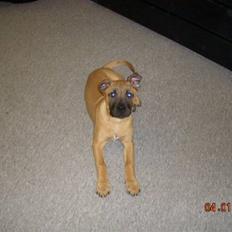 Blanding af racer Odin