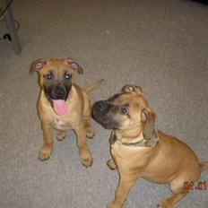 Blanding af racer Odin