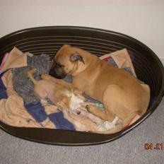 Blanding af racer Odin