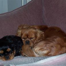 Cavalier king charles spaniel Smilla