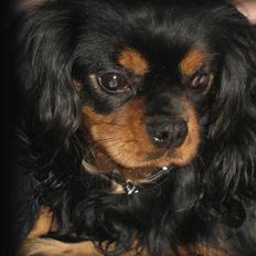 Cavalier king charles spaniel * Min lille mini :-)