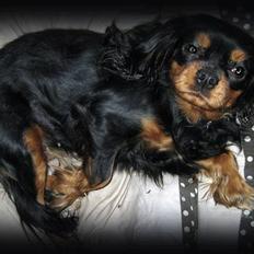 Cavalier king charles spaniel * Min lille mini :-)