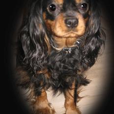 Cavalier king charles spaniel * Min lille mini :-)