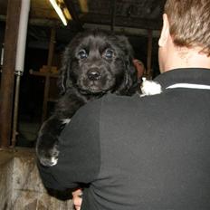 Blanding af racer Bumle