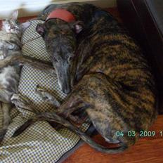 Galgo español Himmelhund Sade