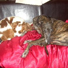 Galgo español Himmelhund Sade