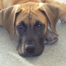 Grand danois Soffi  RIP