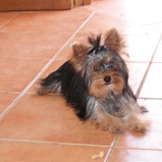 Yorkshire terrier bob