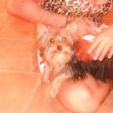 Yorkshire terrier bob