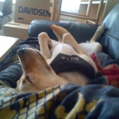 Labrador retriever Buddy