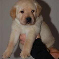 Labrador retriever Buddy