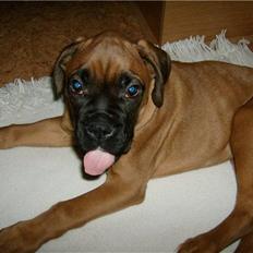 Boxer Lucca