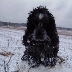 Cocker spaniel Frida