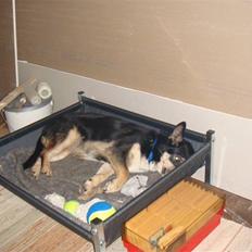 Blanding af racer Lenja