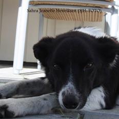 Border collie Team Lyng's Balder