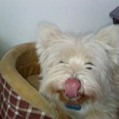 West highland white terrier *Promise-Coco